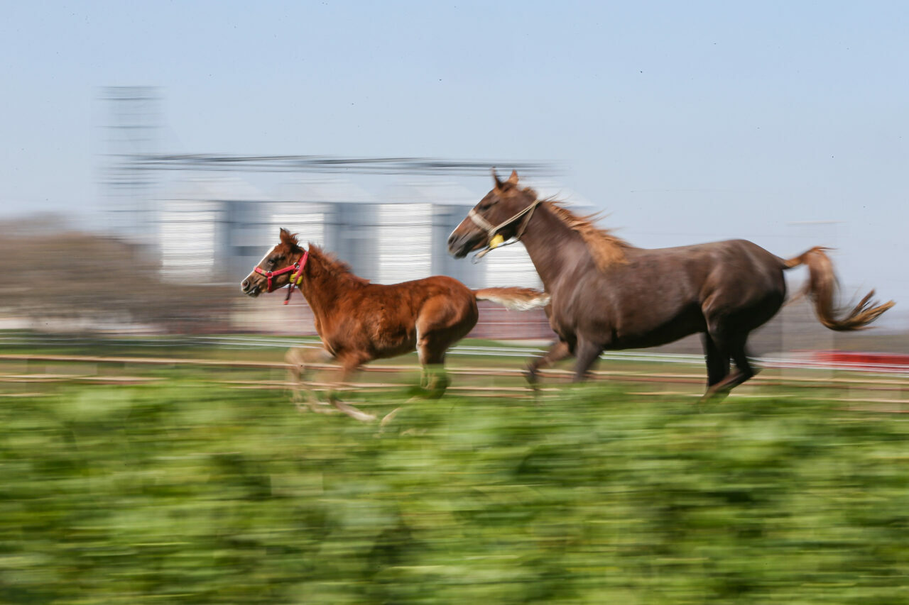 Şampiyon adayları Bursa’da yetişiyor