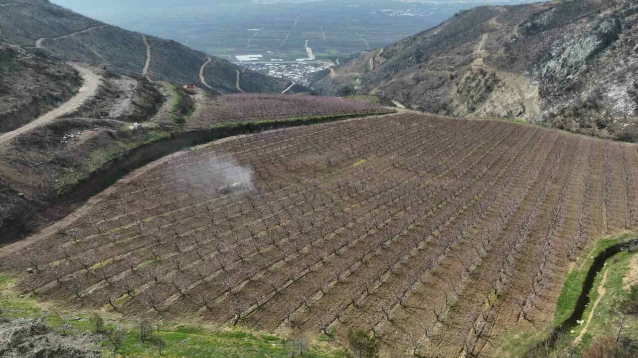 Bursa’da yanan ormanların arasından çıkan mucize!