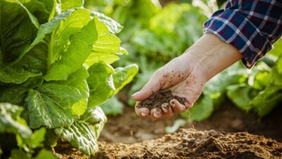 Türkiye'de, 1 Ekim ile 28 Şubat arasındaki tarım sezonunda yağışlar,
