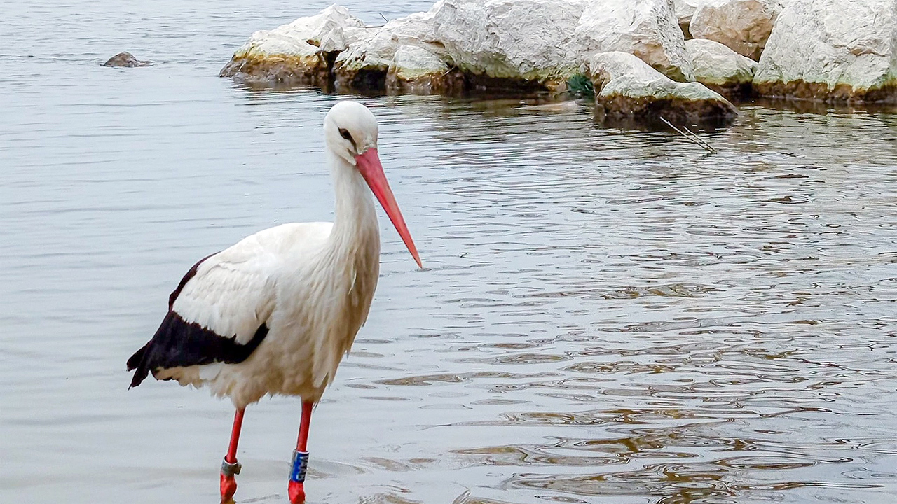 Bursa’da doğanın mucizesi! Bacağındaki ‘halka’ ele verdi