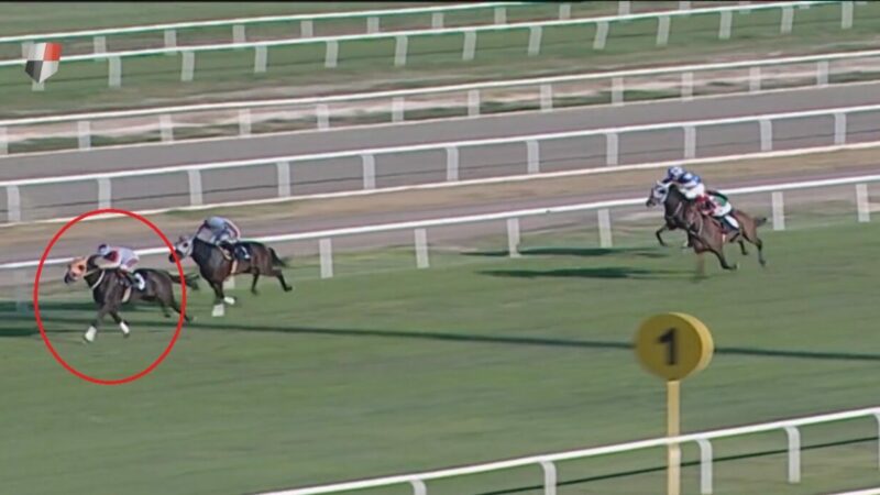 Yarış atı kesilip etinden kavurma yapılmıştı! Bakanlık’tan skandala ceza