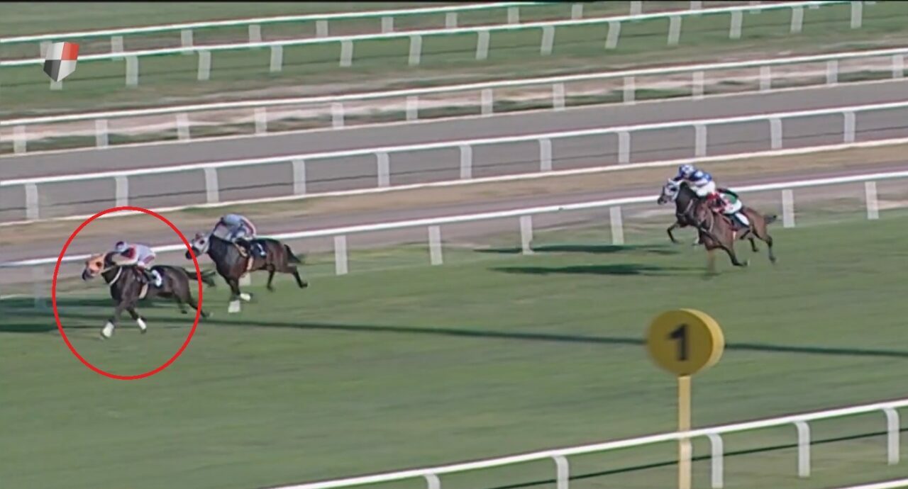 Yarış atı kesilip etinden kavurma yapılmıştı! Bakanlık’tan skandala ceza