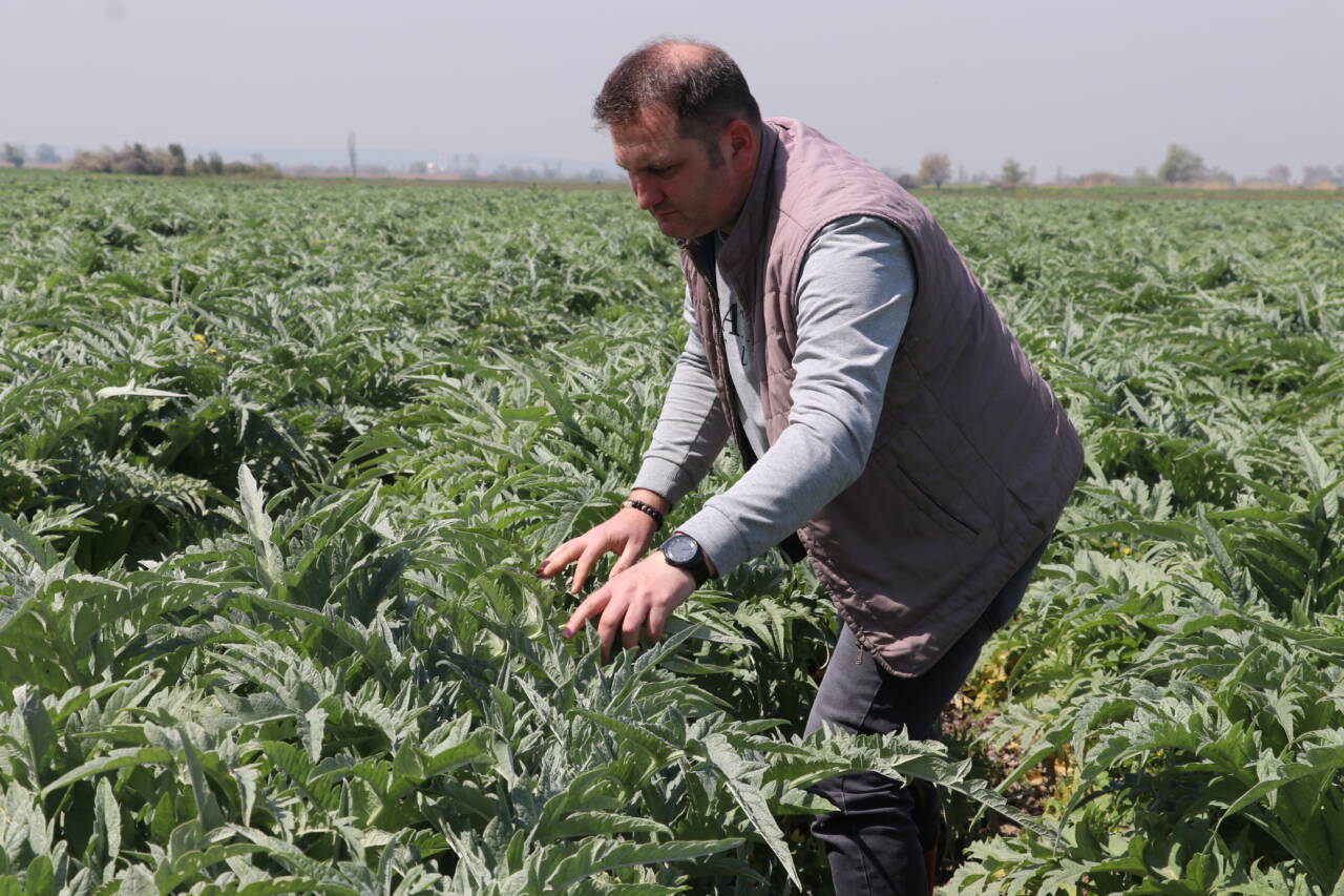 Bursa'da 40 dönümle başlayıp 165 dönüme çıkardığı ürününe talep yağıyor 5 aa 20260421 41166503 41166497 atatopragindaenginaruretiyor