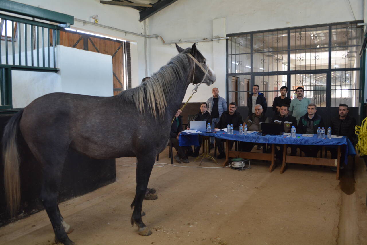 En elit safkan Arap tayları Bursa'da seçildi! 3 aa 20260424 41197910 41197909 tigemsafkanarapelitvekosutaylarininseciminitamamladi