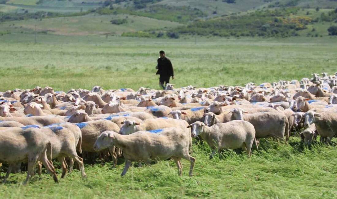 Tarım ve Orman Bakanlığı'nın 'Kırsalda Bereket Küçükbaşa Destek Projesi' kapsamında