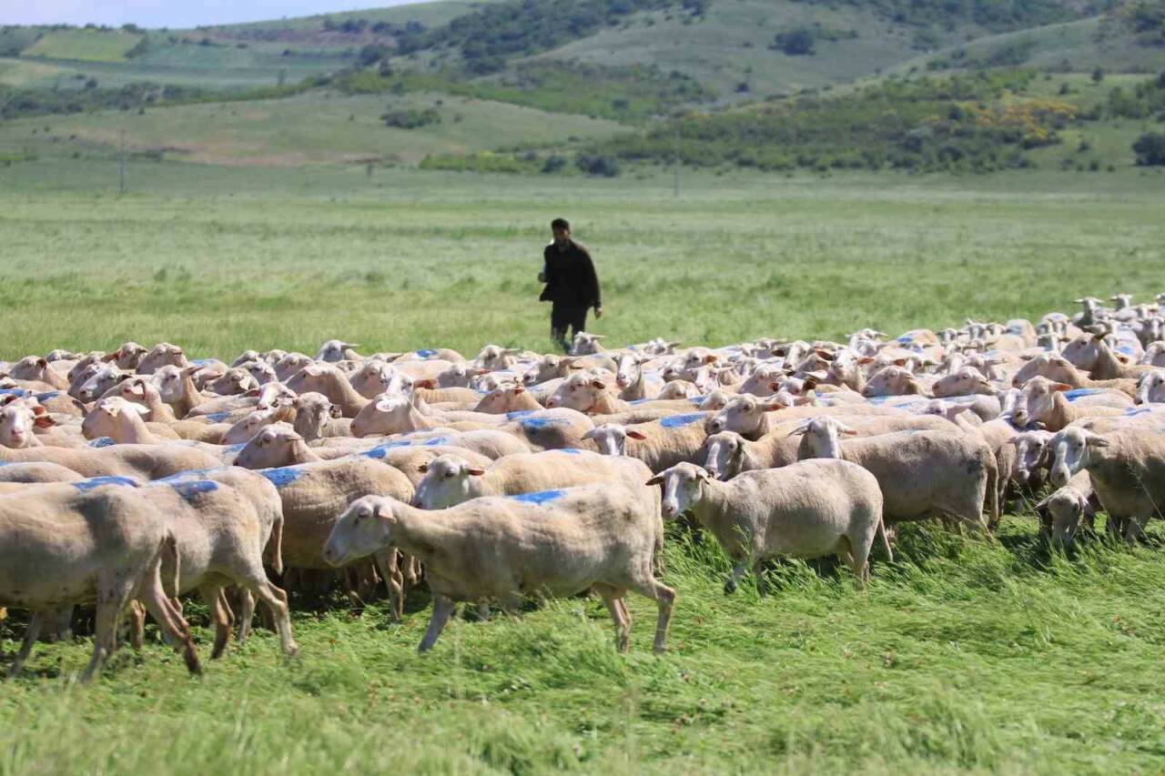 Bakanlık'tan kritik çağrı! Başvuru için son gün 1 basvurular bugun sona eriyor 52c6fa2f197b