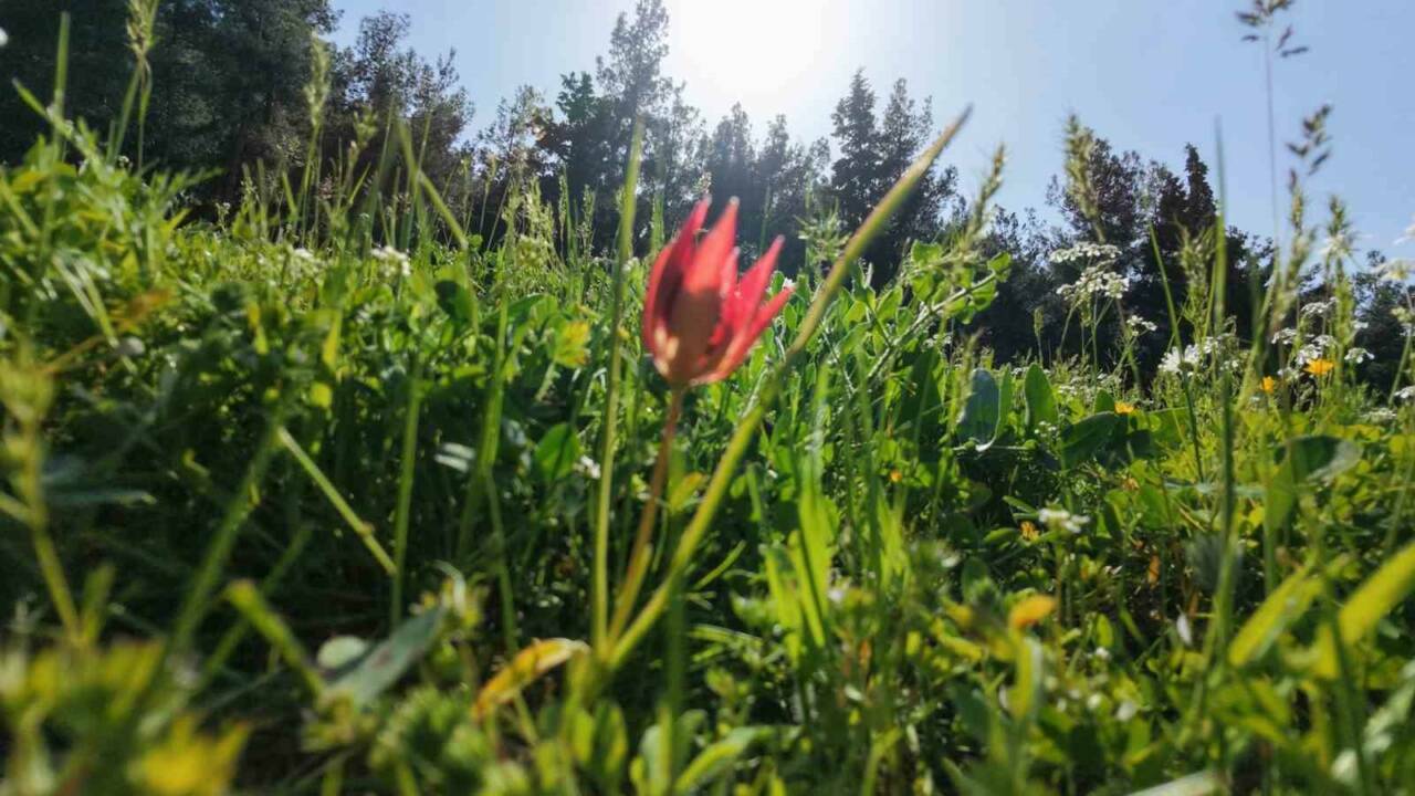 Bu çiçeği koparmanın cezası araba parası! 7 bu cicegi koparmanin cezasi araba parasi b07eddaa99cd