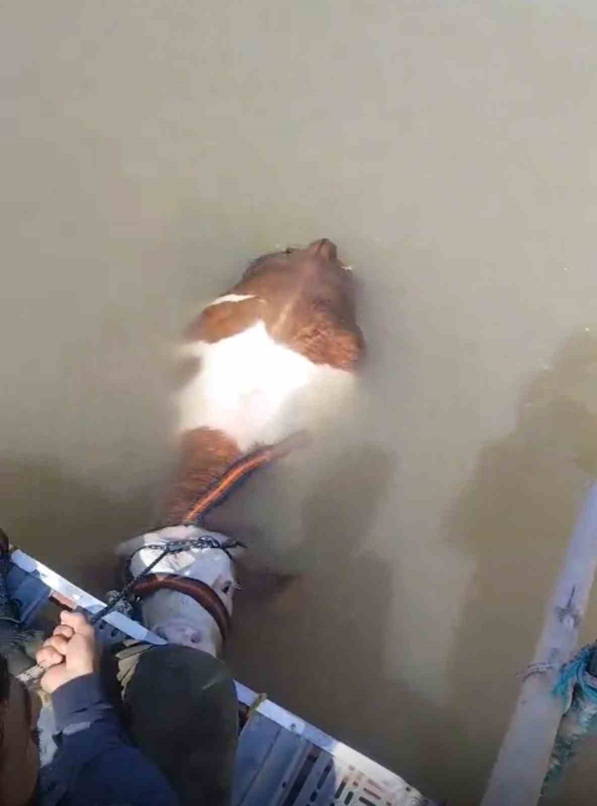 Bu sefer balık değil tosun yakaladılar 4 bu sefer balik degil tosun yakaladilar 05b62ef5dee1