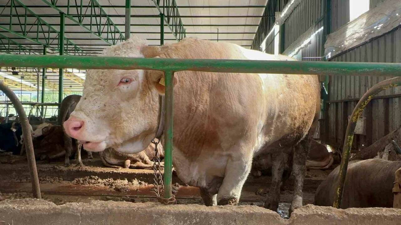 bursada 1 tonluk boganin fiyati dudak ucuklatti 3c85a9de9ec2