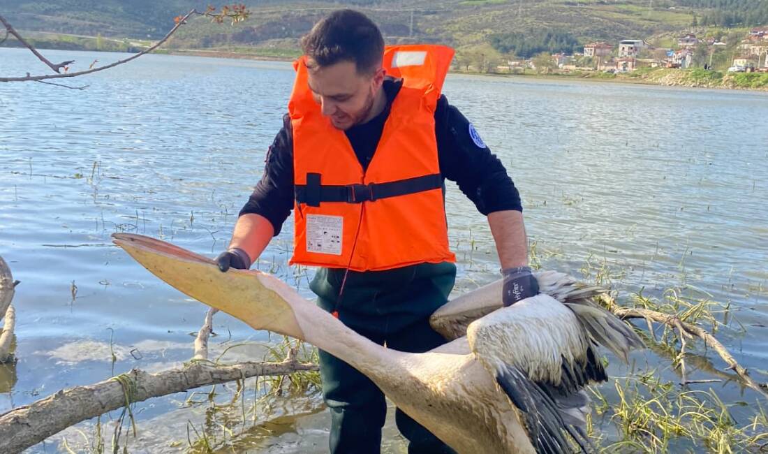 Bursa'nın İnegöl ilçesinde, barajda bitkilerin arasında mahsur kalan ve kanatlarından