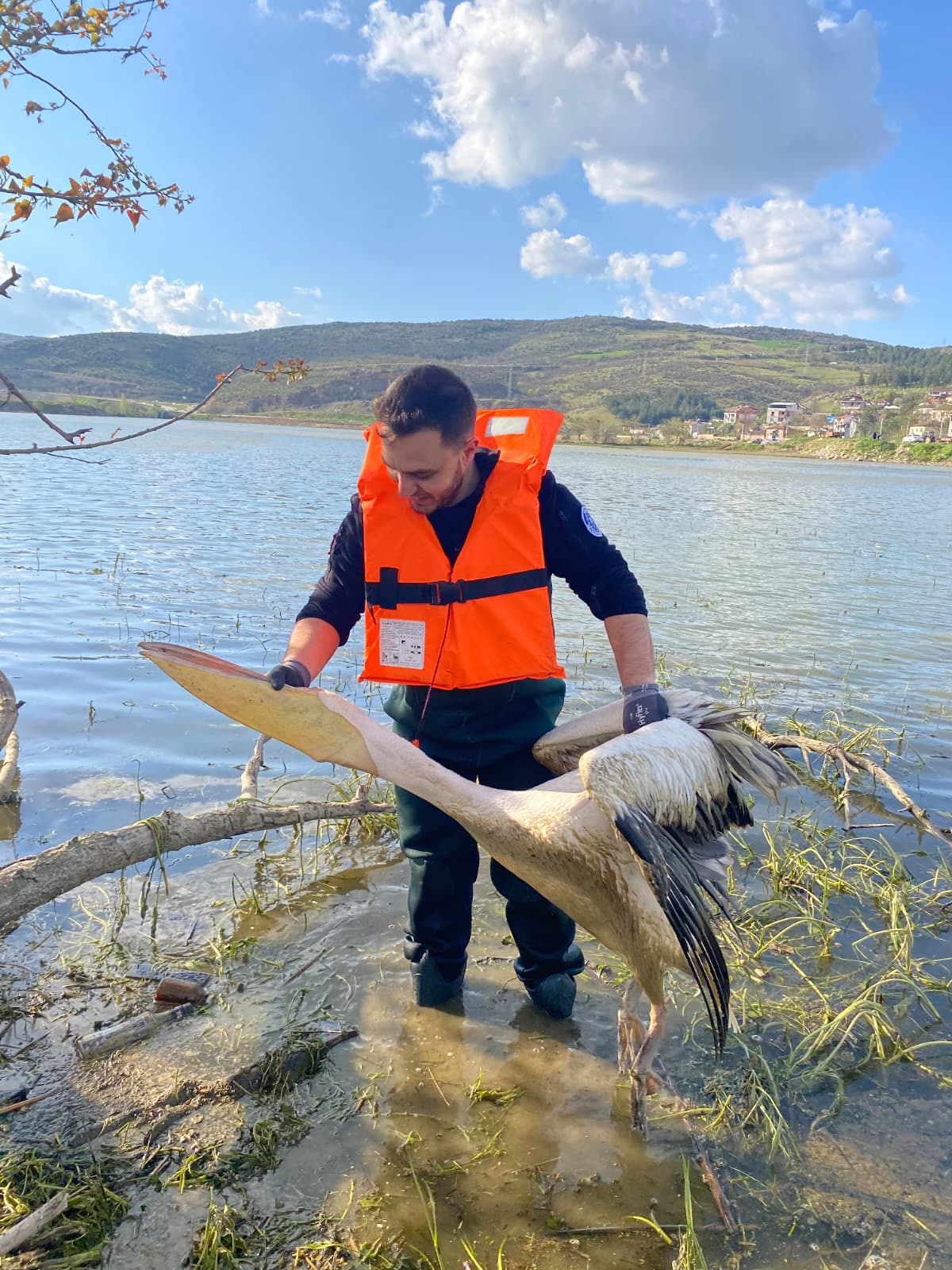 Bursa'da mahsur kalan yaralı pelikan bakın nasıl kurtarıldı 5 bursada mahsur kalan yarali pelikan bakin nasil kurtarildi d0281b932b5b