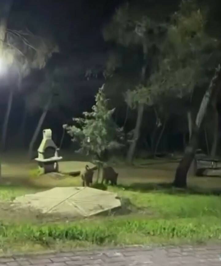 bursada piknik yapanlar neye ugradigini sasirdi a0f6921f02c8