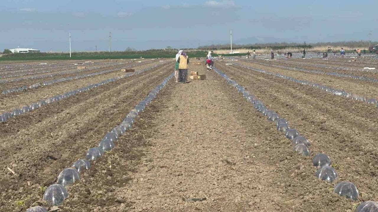 bursada salcalik domates sezonu oncesi buyuk endise 1d6cc258db1a
