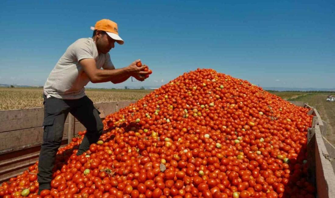 Salçalık domates üretiminde önde gelen merkezlerden olan Bursa’nın Karacabey ilçesinde