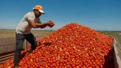 Salçalık domates üretiminde önde gelen merkezlerden olan Bursa’nın Karacabey ilçesinde