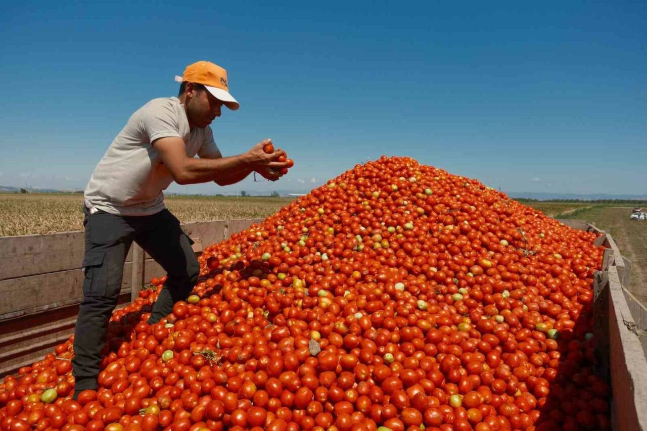 Bursa'da salçalık domates sezonu öncesi büyük endişe 5 bursada salcalik domates sezonu oncesi buyuk endise 5193f5d05222