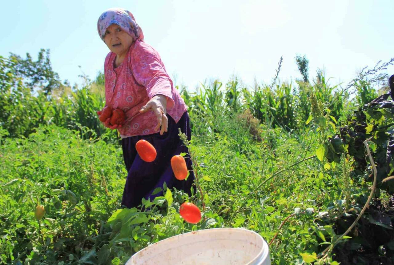 bursada salcalik domates sezonu oncesi buyuk endise 541d5fa806a3