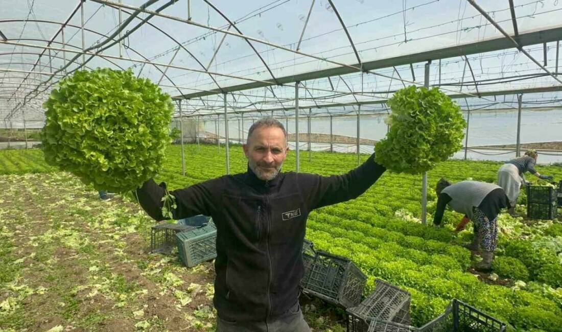 Bursalı çiftçinin yüzü gülüyor! Geçen yıl tarlada tanesi 5 liraya kadar düştüğü için üreticisine