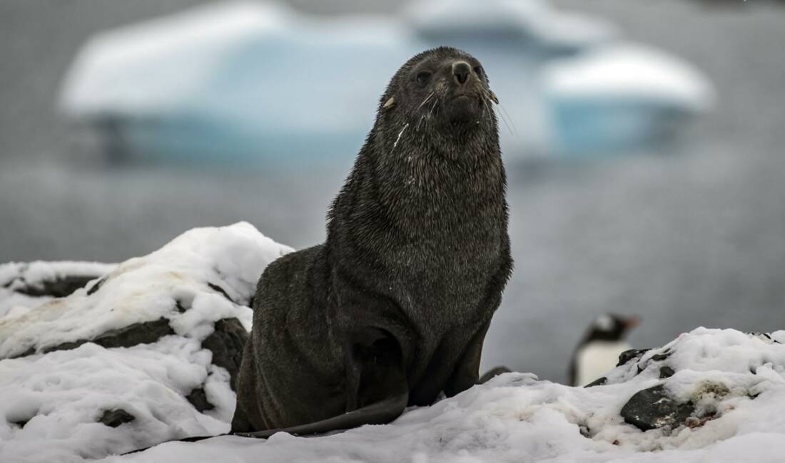 Dünyaya çağrı: Penguen ve fokların neslinde kritik alarm! Uluslararası Doğayı Koruma Birliği (IUCN), imparator penguen ve Antarktika kürklü