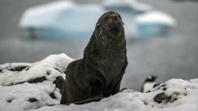 Uluslararası Doğayı Koruma Birliği (IUCN), imparator penguen ve Antarktika kürklü