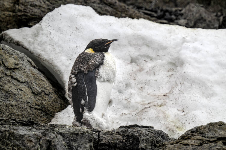 Dünyaya çağrı: Penguen ve fokların neslinde kritik alarm! 1 dunyaya cagri penguen ve foklarin nesli alarm veriyor bd3763a3b942
