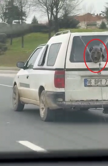 hafif ticari aracin kirik camindan etrafi izleyen kopek kamerada e45c774ca188