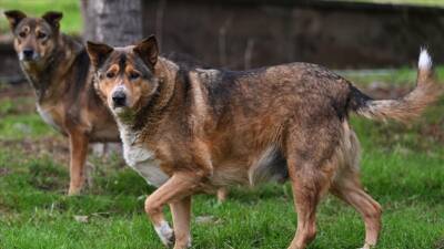 İçişleri Bakanı Mustafa Çiftçi, Van'ın Saray ilçesinde sahipsiz köpeklerin saldırısı