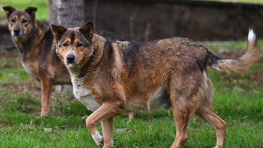 İçişleri Bakanı Mustafa Çiftçi, Van'ın Saray ilçesinde sahipsiz köpeklerin saldırısı