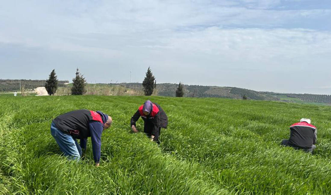 Bursa’da buğday üretiminde ciddi kayıplara yol açan süne zararlısına karşı