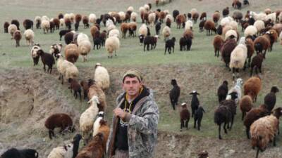 Erzurum'un Oltu ilçesinde çobanlık yapan İsmail Akbaş, araziye dağılan koyun
