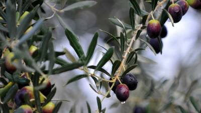 Bursa’da zeytin üreticilerine yönelik eğitimlerde, 1 Temmuz’da yürürlüğe girecek B-Reçete