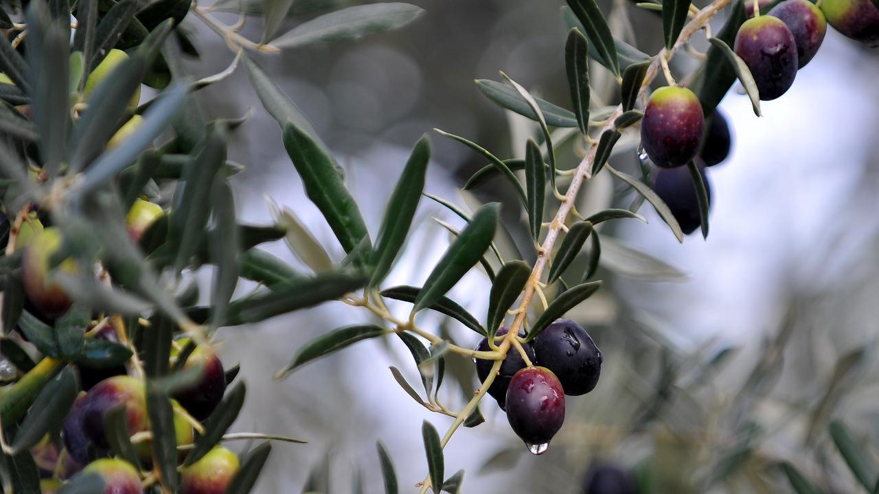 zeytin agaci aa
