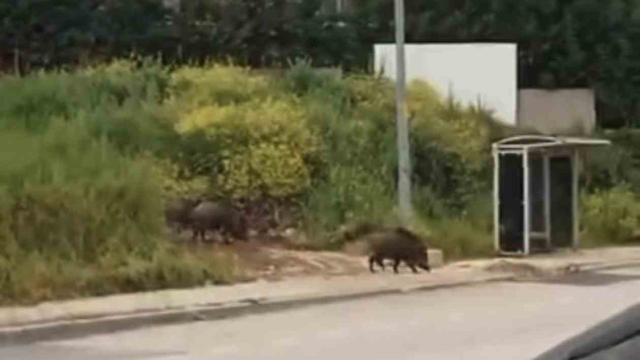 Bursa'da domuz sürüsü şehre indi 1 ac kalan domuz surusu gunduz sehir merkezine indi8d6caae2eeed