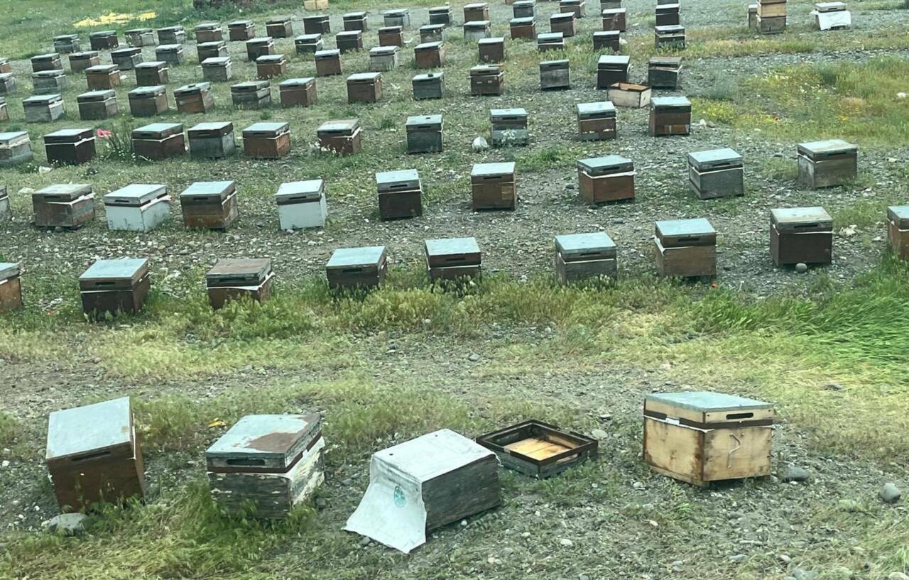 Facianın boyutu gün ağarınca ortaya çıktı! Yüzlercesi telef oldu 3 arilar suruye saldirdi pes pese egimli alana yuvarlanan bine yakin koyun oldu 57e8a6448d6a