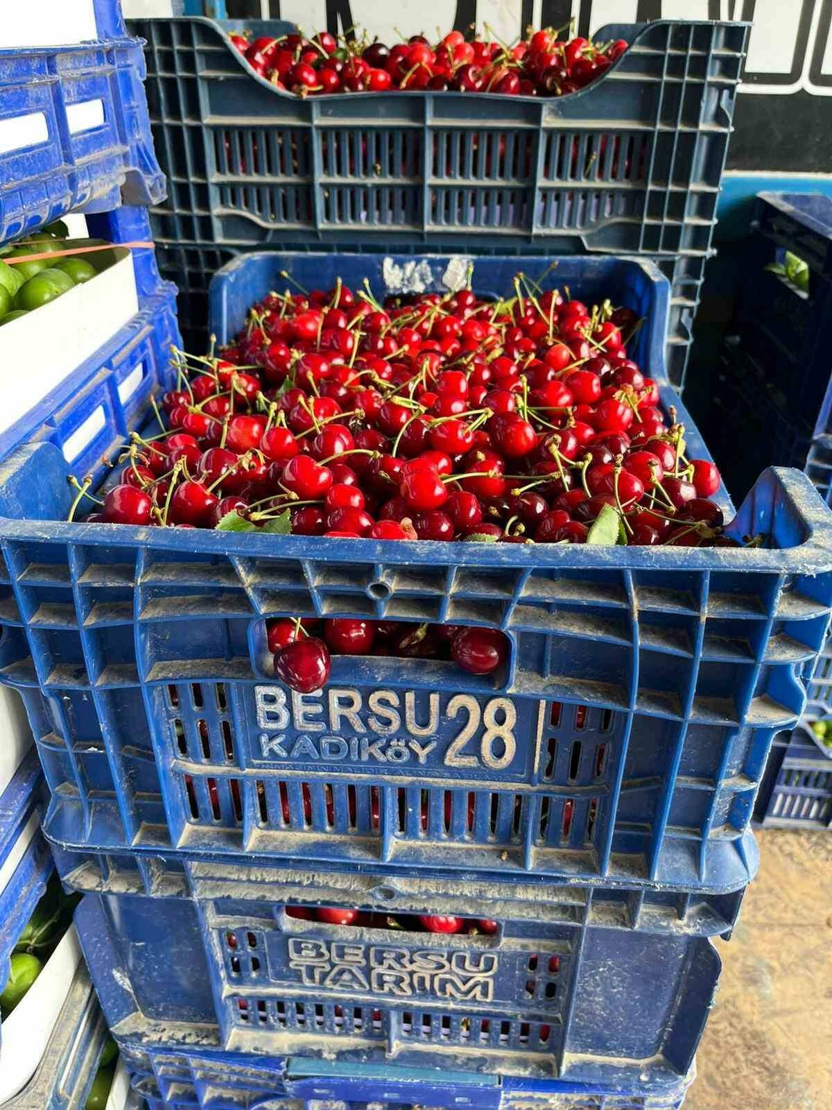 Bursa İznik’te mevsimin ilk karabodur kirazı hasadı başladı 2 bursa iznikte mevsimin ilk karabodur kirazi hasadi basladi dddd9473c4a1