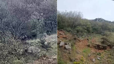 Bursa’nın Orhaneli ilçesi yolunda anayola inen ayı, vatandaşlar tarafından görüntülendi.