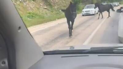 Bursa'da başıboş dolaşan 2 at, trafiği tehlikeye soktu. O anlar,