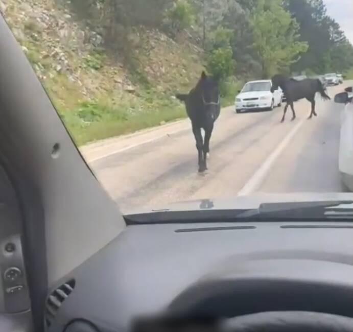 Bursa’da başıboş atlar, trafiği tehlikeye soktu Bursa'da başıboş dolaşan 2 at, trafiği tehlikeye soktu. O anlar,