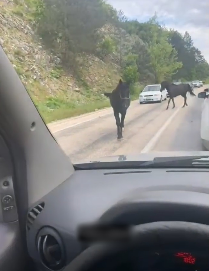Bursa’da başıboş atlar, trafiği tehlikeye soktu 3 bursada basibos atlar trafigi tehlikeye soktu 7c17391e8799