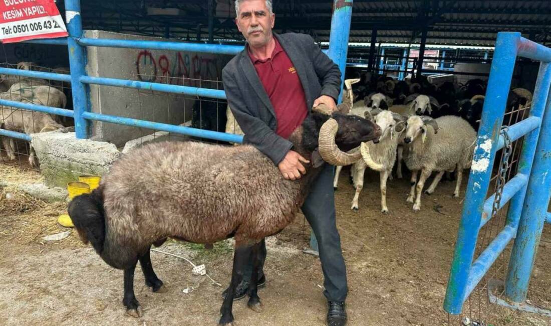 Bursa’da bayram öncesi kurbanlık pazarında yoğunluk Bursa’nın Yıldırım ilçesinde kurulan İsabey Kurban Pazarı’nda, Kurban Bayramı öncesi
