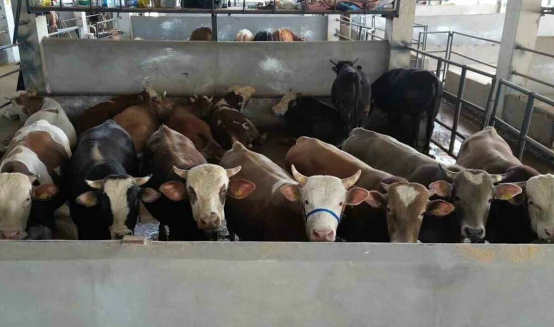 Bursa’da bayrama 10 gün kala hayvan pazarları doldu Kurban Bayramı’na 10 gün kala İnegöl Belediyesi Modern Hayvan Pazarında