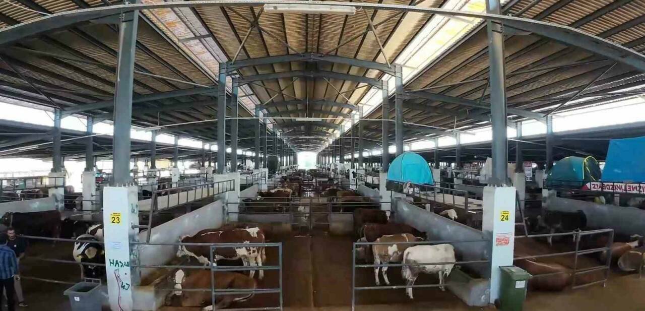 Bursa'da bayrama 10 gün kala hayvan pazarları doldu 1 bursada bayrama 10 gun kala hayvan pazarlari doldu de01f502f9f4