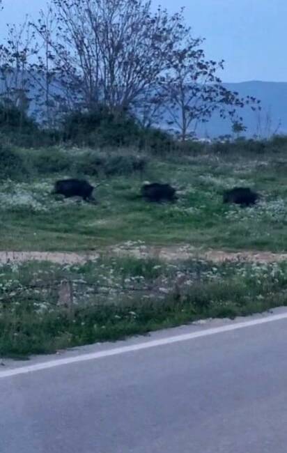 Bursa’da domuzlar şehre indi Bursa’nın Orhangazi ilçesinde şehir merkezine çok yakın bir noktada domuz