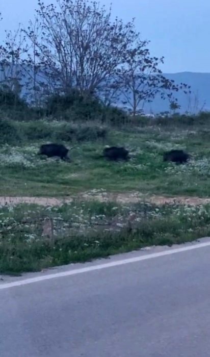 Bursa’da domuzlar şehre indi 1 bursada domuzlar sehre indi 62f3266ded82