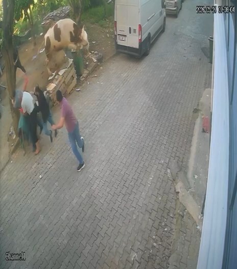 Bursa’da kaçan boğa ortalığı karıştırdı Bursa’da kesilmek üzereyken kasabın elinden kaçan boğa, kovalamayla yakalandı. O