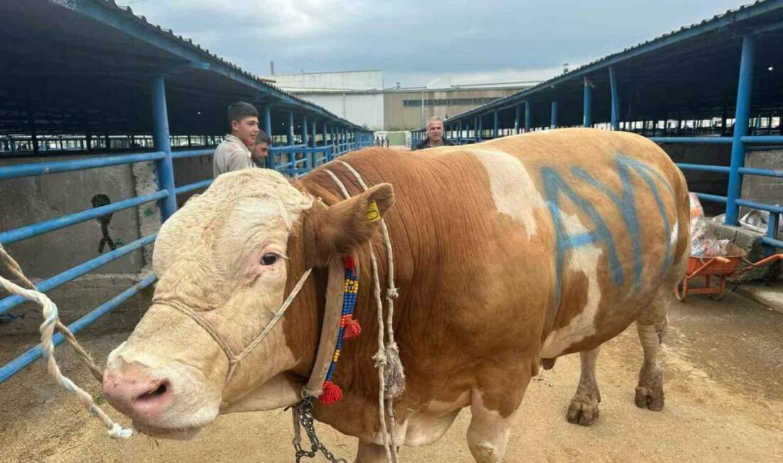 Bursa’da kurbanlık şampiyonu görücüye çıktı! İşte tosunun kilosu… Bursa’nın Yıldırım ilçesinde kurulan İsabey Kurban Pazarı’nda, yaklaşan Kurban Bayramı