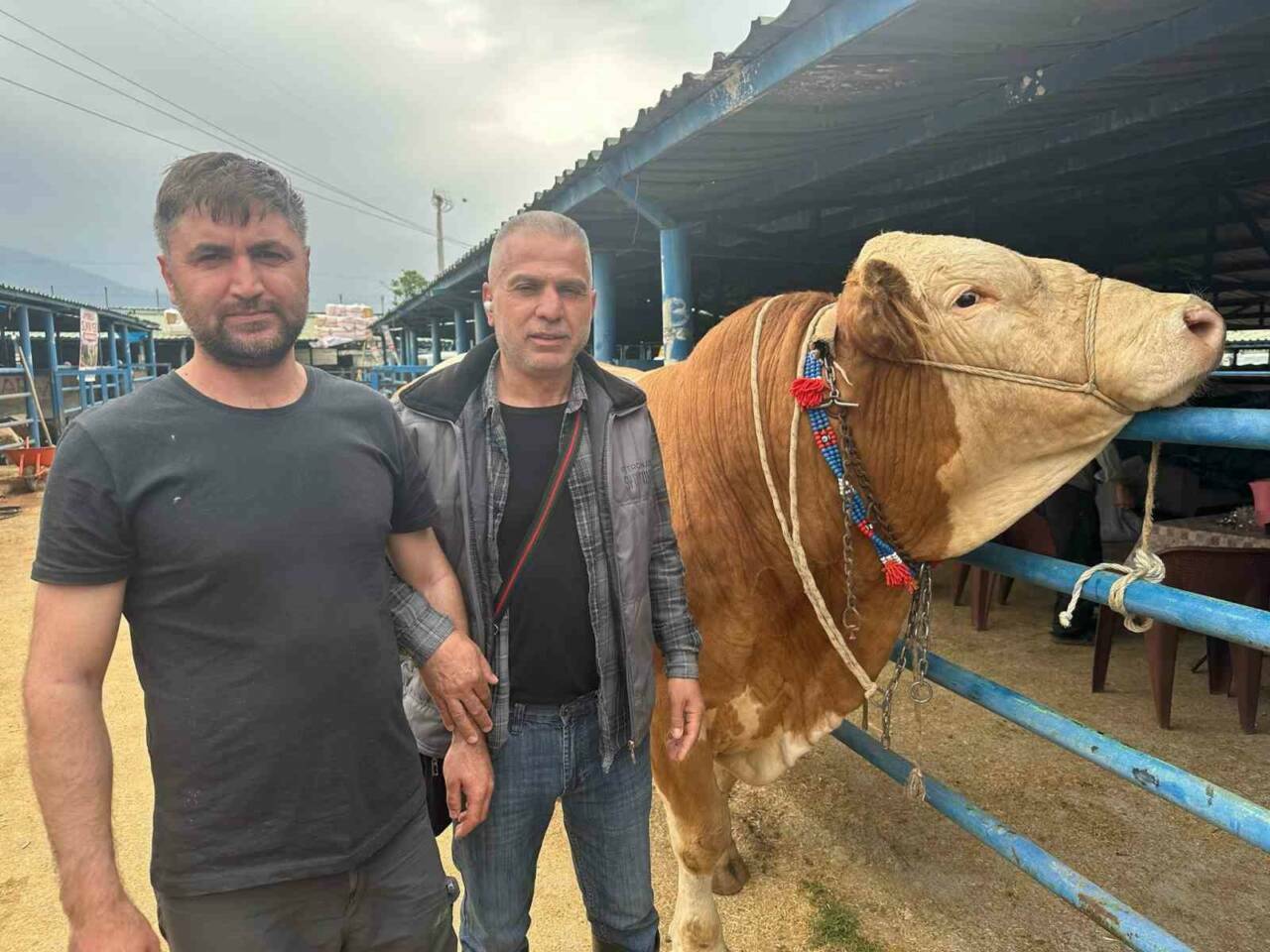 Bursa’da kurbanlık şampiyonu görücüye çıktı! İşte tosunun kilosu... 1 bursada kurbanlik sampiyonu gorucuye cikti iste tosunun kilosu 98d92ada6a5d