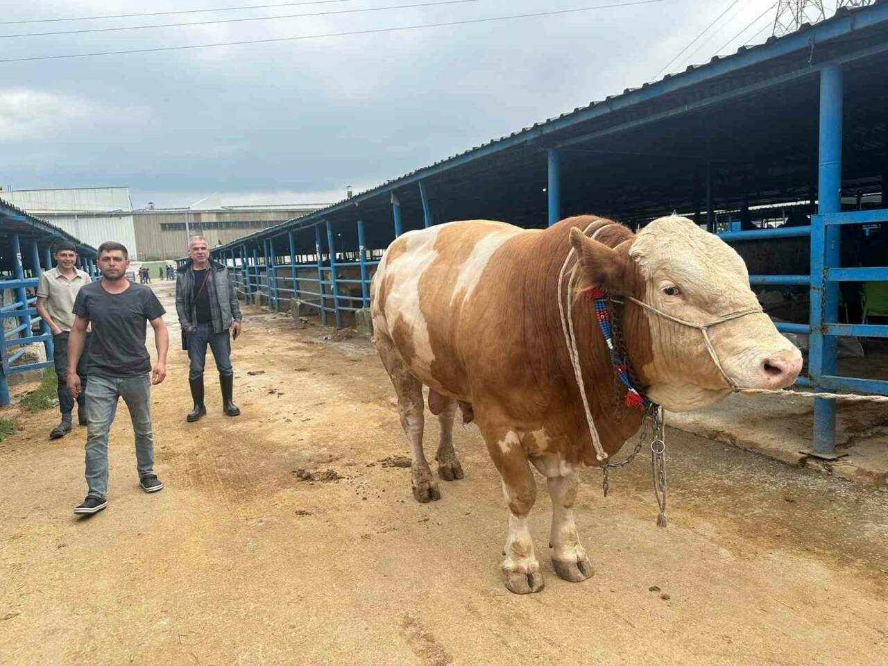 Bursa’da kurbanlık şampiyonu görücüye çıktı! İşte tosunun kilosu... 3 bursada kurbanlik sampiyonu gorucuye cikti iste tosunun kilosu dd7033a8b059