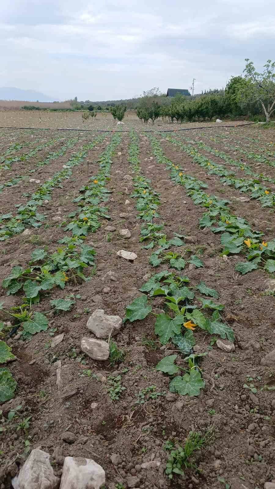 bursada mevsimin ilk kabak hasadi iste kilo fiyati 33495c0f6c07