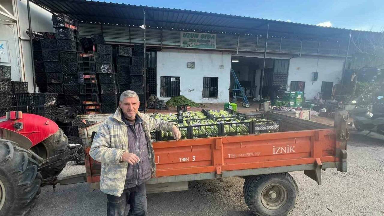 bursada mevsimin ilk kabak hasadi iste kilo fiyati 63d4e622b596